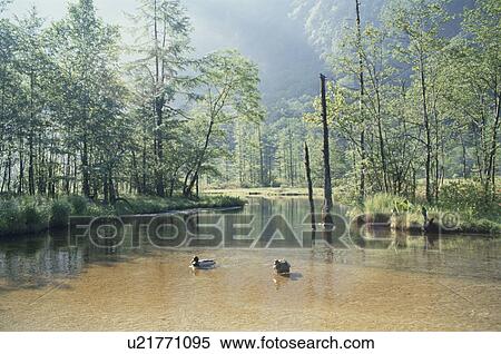 Pond Tashiro In Kamikochi View Large Photo Image Stock Photography - Pond Tashiro In Kamikochi. Fotosearch