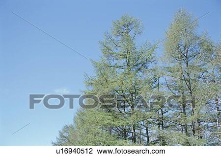 Stock Image - The Sky And Trees. Fotosearch