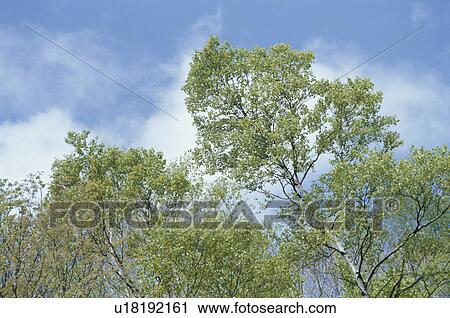 Stock Image - The Sky And Trees. Fotosearch