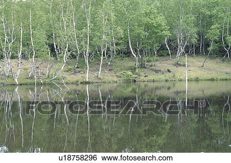 The White Birch Wood Reflected On The Water Surface View Large Photo Image Stock Photograph - The White Birch Wood Reflected On The Water Surface. Fotosearch