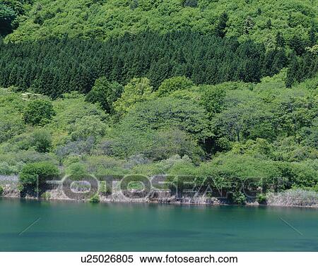 Stock Photography - Trees Behind Lake. Fotosearch