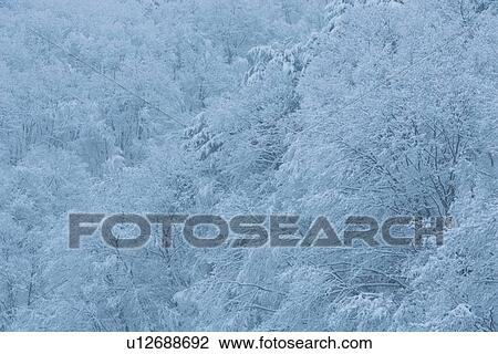 Trees In Snow View Large Photo Image Stock Image - Trees In Snow. Fotosearch