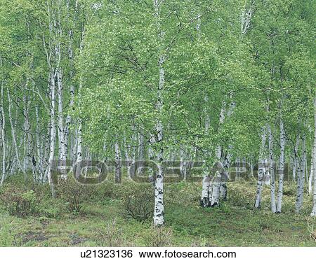 White Birch Trees View Large Photo Image Stock Photograph - White Birch Trees. Fotosearch