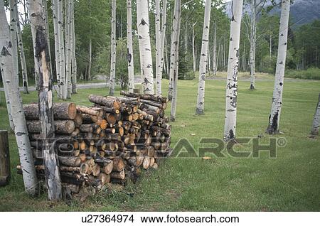 White Birch Wood View Large Photo Image Picture - White Birch Wood. Fotosearch