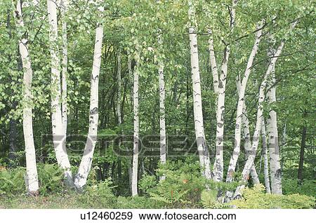 Stock Photo - White Birches. Fotosearch