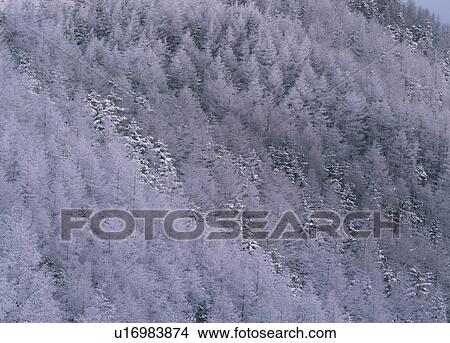 Winter Forest View Large Photo Image Picture - Winter Forest. Fotosearch
