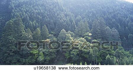 Wood View Large Photo Image Stock Photo - Wood. Fotosearch