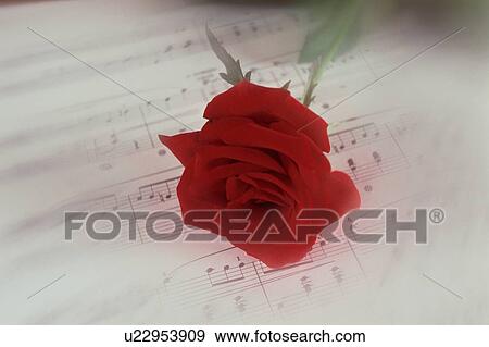 Red Rose On Sheet Music View Large Photo Image Stock Photo - Red Rose On Sheet Music. Fotosearch