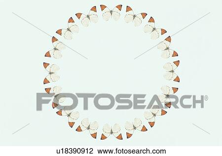 The Round Frame Of A Butterfly View Large Photo Image Stock Image - The Round Frame Of A Butterfly. Fotosearch