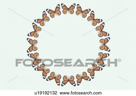 The Round Frame Of A Butterfly View Large Photo Image Stock Image - The Round Frame Of A Butterfly. Fotosearch