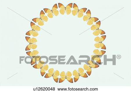 The Round Frame Of A Butterfly View Large Photo Image Stock Photo - The Round Frame Of A Butterfly. Fotosearch