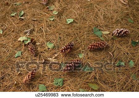 Stock Image - Leaves, Fir Cones, And Needles. Fotosearch
