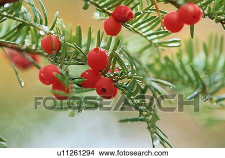 Red Berries View Large Photo Image Picture - Red Berries. Fotosearch