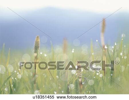 Stock Photography - A Field Horsetail And Waterdrop. Fotosearch