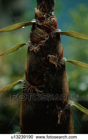 Stock Image - Bamboo Shoot. Fotosearch
