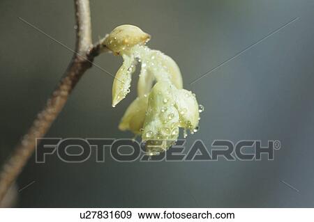 Corylopsis Spicata View Large Photo Image Stock Photo - Corylopsis Spicata. Fotosearch