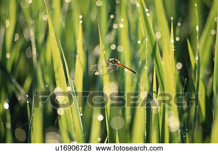 Dragonfly In Rain View Large Photo Image Stock Photo - Dragonfly In Rain. Fotosearch