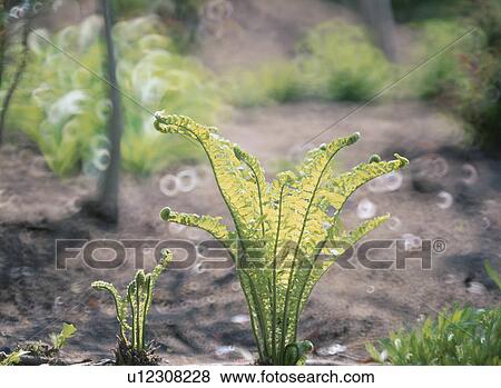 Stock Photo - Fresh Green. Fotosearch