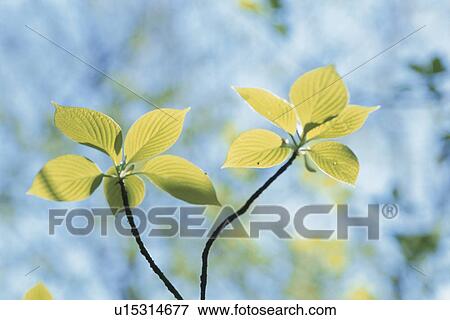 Stock Photo - Giant Dogwood Branch. Fotosearch