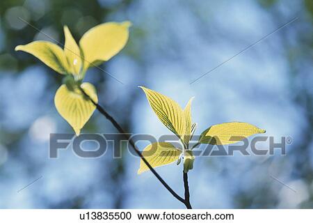 Giant Dogwood Leaves View Large Photo Image Stock Image - Giant Dogwood Leaves. Fotosearch