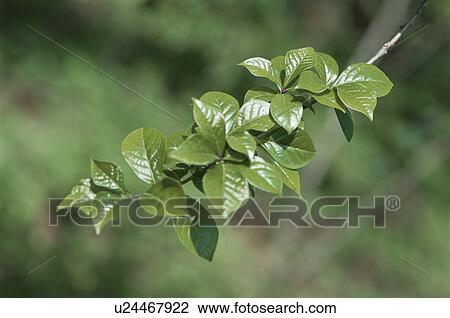Green Leaves View Large Photo Image Stock Image - Green Leaves. Fotosearch