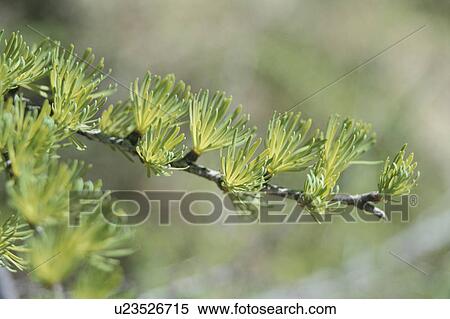 Stock Photography - Japanese Larch. Fotosearch