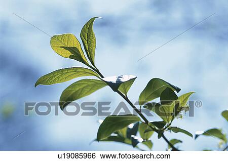 Leaves On Branch View Large Photo Image Stock Photograph - Leaves On Branch. Fotosearch