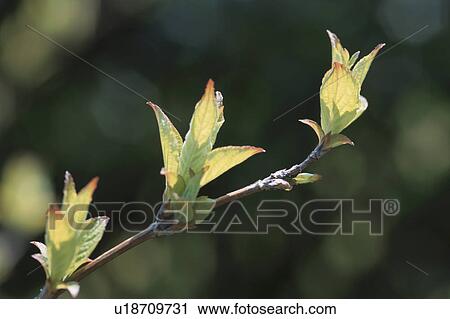 Stock Image - New Leaves On Branch. Fotosearch