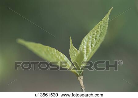 New Leaves View Large Photo Image Stock Image - New Leaves. Fotosearch