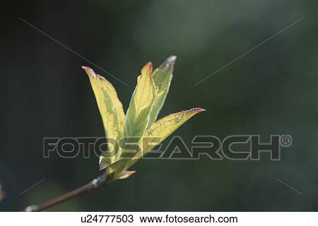 New Leaves View Large Photo Image Stock Image - New Leaves. Fotosearch
