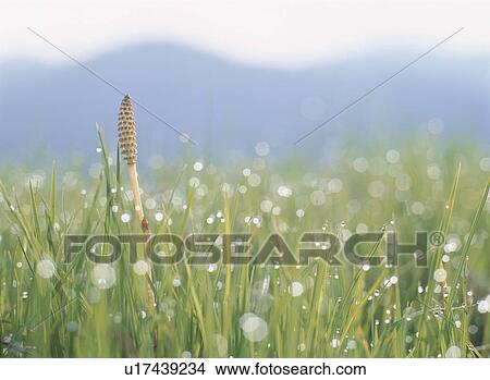 Picture - One Field Horsetail. Fotosearch
