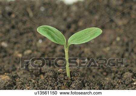 Seedling View Large Photo Image Stock Image - Seedling. Fotosearch