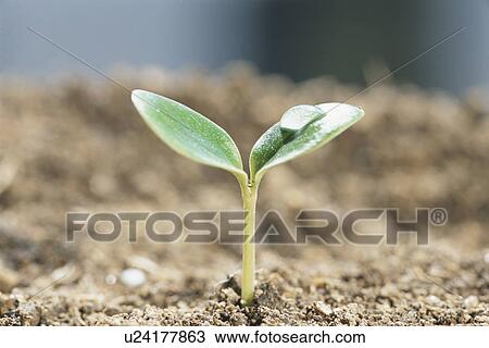 Seedling View Large Photo Image Stock Image - Seedling. Fotosearch