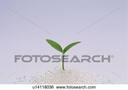 Stock Photograph - Seedling. Fotosearch