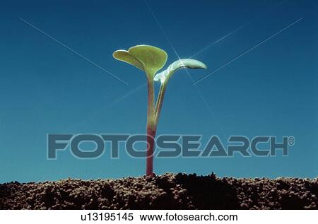 Stock Photography - Seedling. Fotosearch