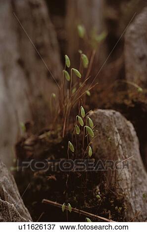 Sporophytes Of Moss On Rock View Large Photo Image Stock Photo - Sporophytes Of Moss On Rock. Fotosearch