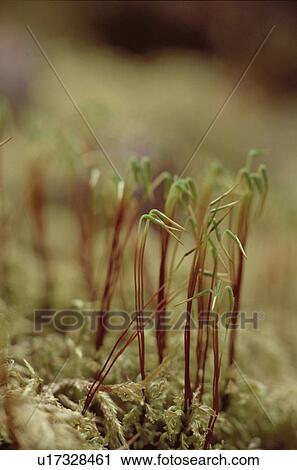 Stock Image - Sporophytes Of Moss. Fotosearch