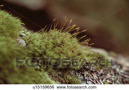 Stock Photograph - Sporophytes Of Moss. Fotosearch