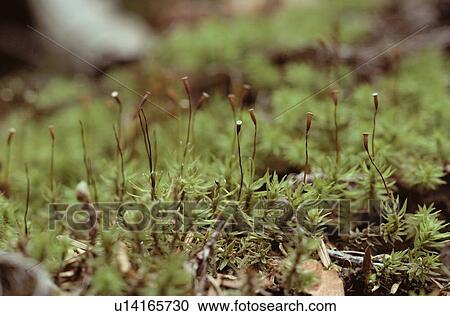 Stock Image - Sporophytes Of Mosses. Fotosearch