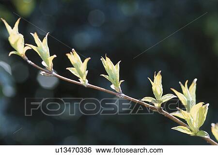 Stock Photograph - Spring Branch. Fotosearch