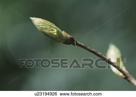 Spring Buds View Large Photo Image Stock Photograph - Spring Buds. Fotosearch