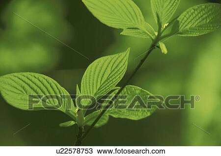 Spring Leaves View Large Photo Image Stock Image - Spring Leaves. Fotosearch