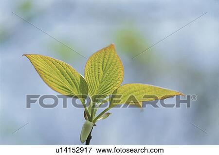 Stock Photo - Spring Leaves. Fotosearch