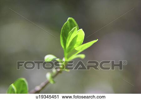 Sprout View Large Photo Image Stock Image - Sprout. Fotosearch