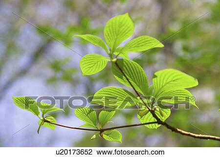 Sprout View Large Photo Image Stock Image - Sprout. Fotosearch