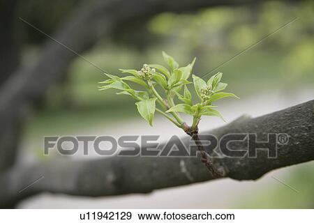 Stock Photo - Sprout. Fotosearch