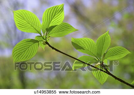 Sprout View Large Photo Image Stock Photography - Sprout. Fotosearch