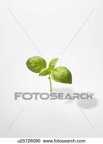The Leaf Of Basil View Large Photo Image Stock Image - The Leaf Of Basil. Fotosearch