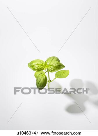 The Leaf Of Basil View Large Photo Image Stock Photo - The Leaf Of Basil. Fotosearch