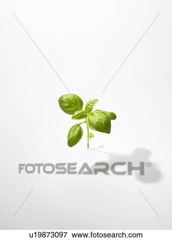 Stock Photo - The Leaf Of Basil. Fotosearch